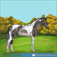 Horse Color:Brown Dun Mushroom Tobiano Rabicano