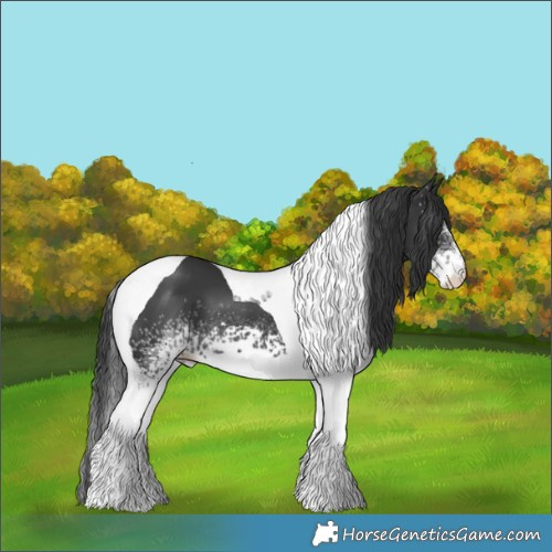 Horse Color:White Spotted Black Tobiano 