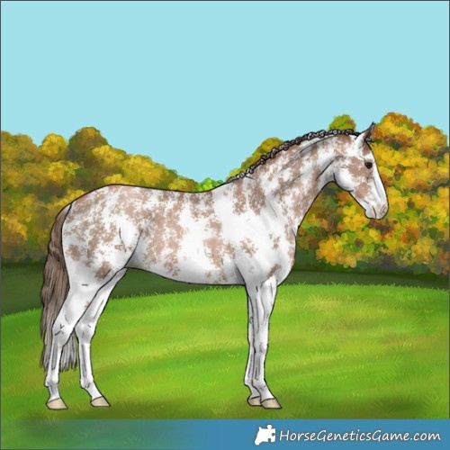 Horse Color:Black Pearl Sabino Rabicano 