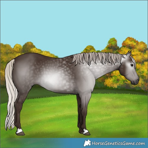 Horse Color:Gray Silver Black