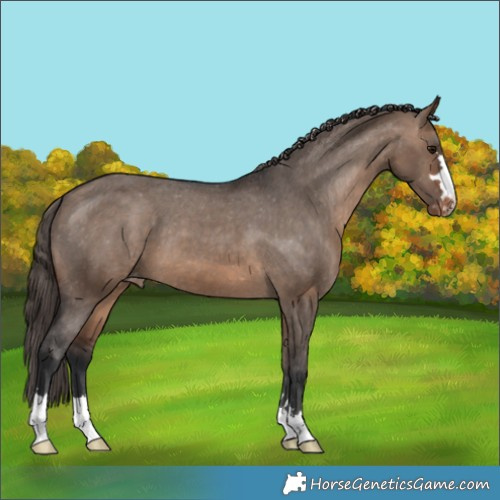 Horse Color:Brown Dun Appaloosa 
