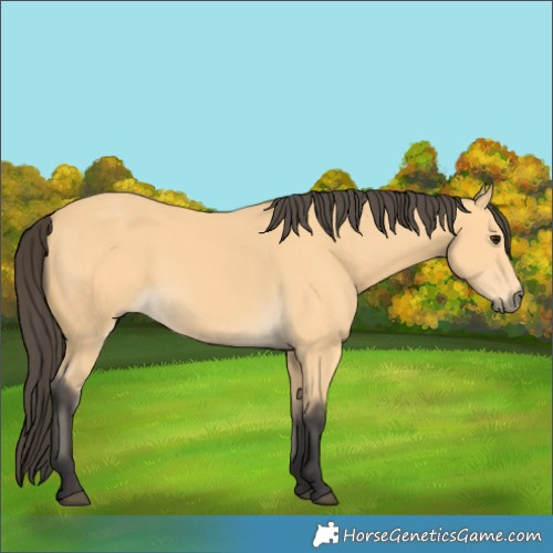 Horse Color:Buckskin 
