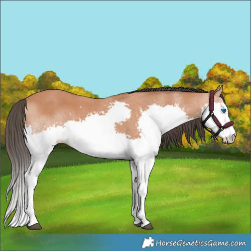 Horse Color:Bay Splash 