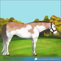 Horse Color:Bay Splash 