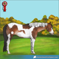 Horse Color:Brown Tobiano Frame Rabicano