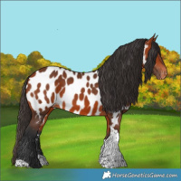 Horse Color:Bay Tobiano Near Leopard 