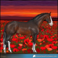 Horse Color:Brown Splash