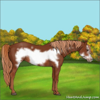 Horse Color:Chestnut Frame 