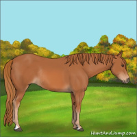 Horse Color:Chestnut Rabicano 