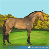 Horse Color:Buckskin 