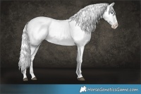 Horse Color:Chocolate Silver Brown Chinchilla Dun Near Leopard