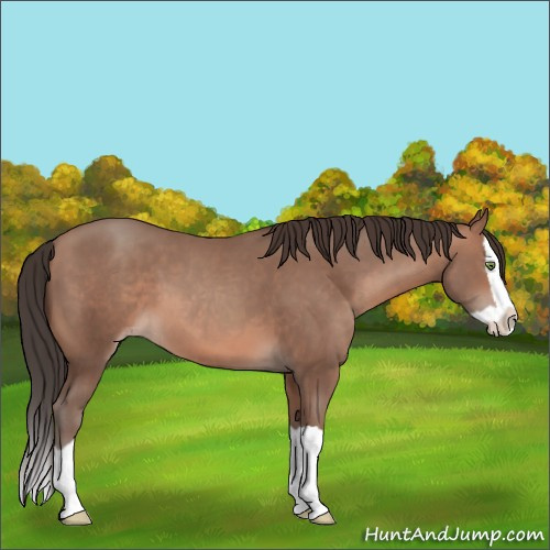 Horse Color:Sable Champagne Splash