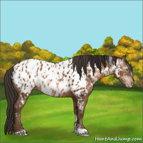 Horse Color:Gray Amber Champagne Sabino Tobiano Appaloosa and Gray Amber Champagne Sabino Tobiano Appaloosa