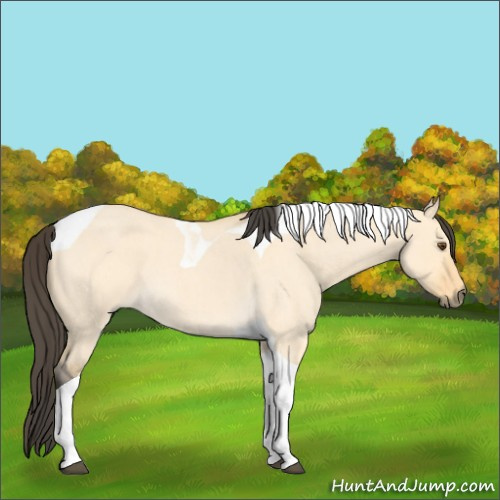 Horse Color:Buckskin Roan Dun Tobiano 