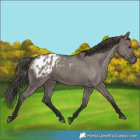Horse Color:Grullo Appaloosa 
