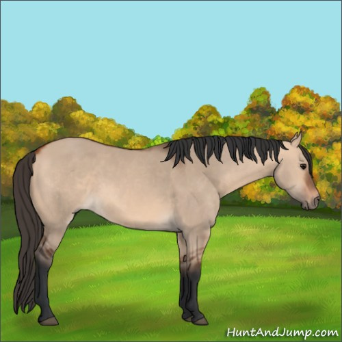 Horse Color:Bay Dun 