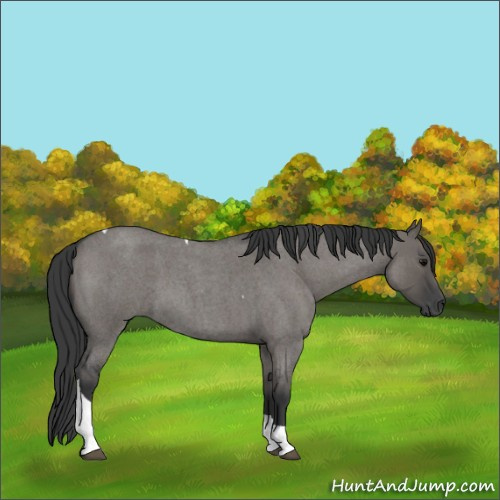 Horse Color:Grullo Roan Tobiano 