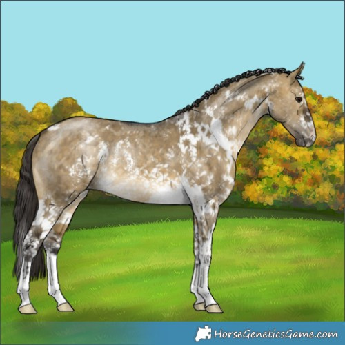 Horse Color:White Spotted Buckskin Dun Sabino Brindle 