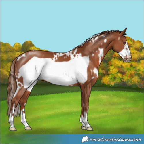 Horse Color:White Spotted Chestnut Frame 