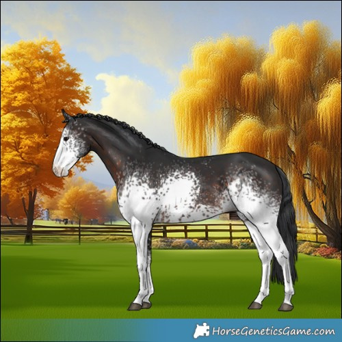 Horse Color:White Spotted Brown 