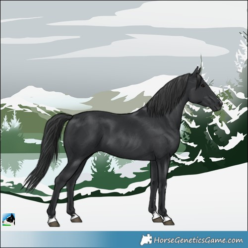 Horse Color:Black 