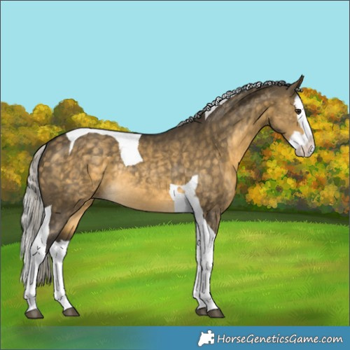 Horse Color:Silver Buckskin Dun Splash Tobiano Rabicano 