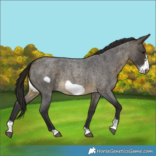 Horse Color:Buckskin Roan Sabino Frame
