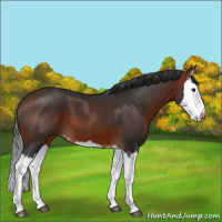 Horse Color:Bay Splash 