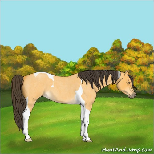 Horse Color:Buckskin Roan Dun Tobiano 