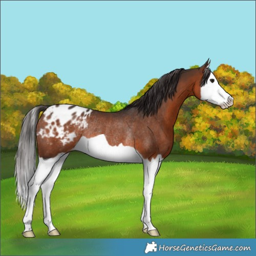 Horse Color:Brown Splash Appaloosa Rabicano 