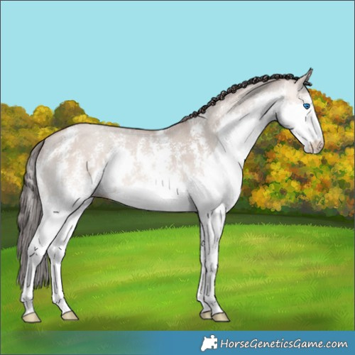 Horse Color:Amber Champagne Dun Sabino Splash 