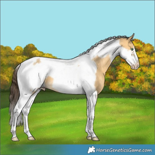 Horse Color:Sable Cream Champagne Dun Tobiano Frame 