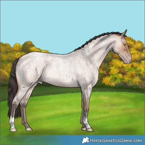 Horse Color:Sable Champagne Roan 