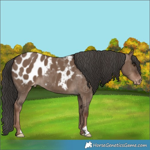 Horse Color:Liver Red Dun Appaloosa 