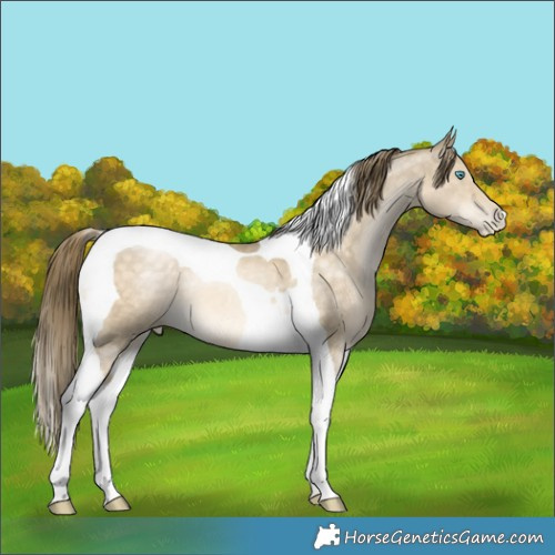 Horse Color:Buckskin Pearl Mushroom Tobiano 