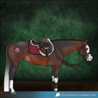 Horse Color:Bay Splash 
