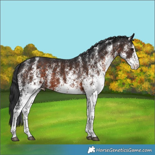 Horse Color:White Spotted Brown 