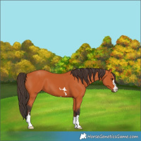 Horse Color:Bay 