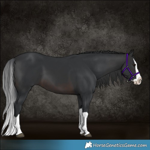 Horse Color:Brown Splash 