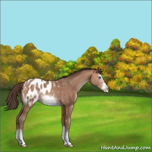 Horse Color:Amber Champagne Sabino Splash Frame Appaloosa 