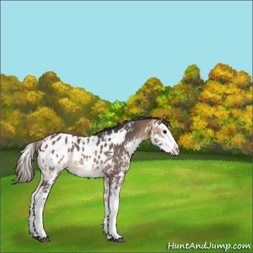 Horse Color:Buckskin Sabino Splash Appaloosa 