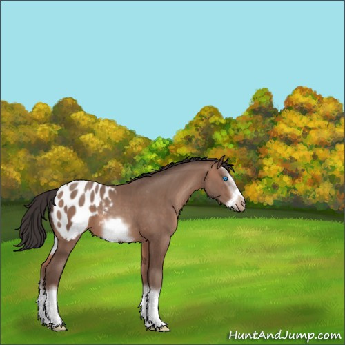 Horse Color:Sable Champagne Sabino Splash Frame Appaloosa 