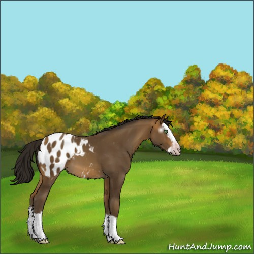 Horse Color:Gray Sable Cream Champagne Sabino Splash Appaloosa 