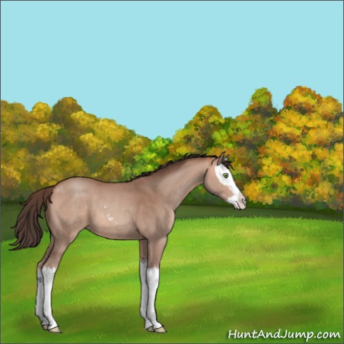 Horse Color:Amber Champagne Sabino Splash 