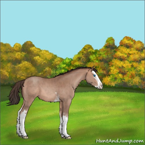 Horse Color:White Spotted Sable Champagne Splash 