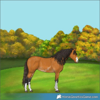 Horse Color:Buckskin 
