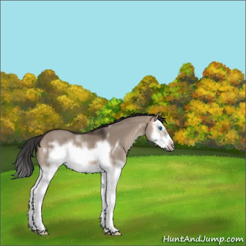 Horse Color:White Spotted Brown Dun Sabino Splash Frame 