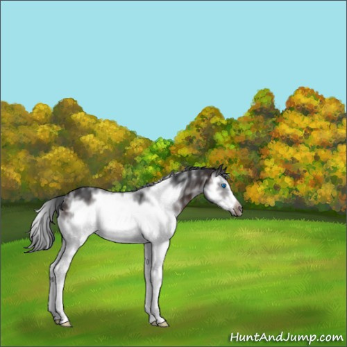 Horse Color:White Spotted Brown Splash Frame 