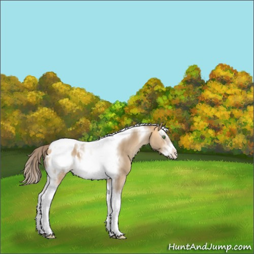 Horse Color:Amber Cream Champagne Sabino Splash Tobiano Frame Appaloosa 