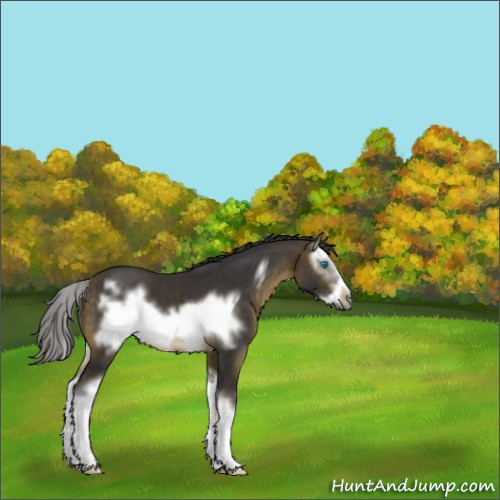 Horse Color:Buckskin Sabino Splash Frame 